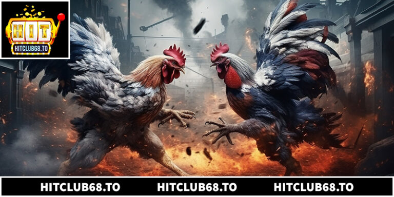 Cách Chơi Đá Gà Thomo Tại Hitclub Cho Người Mới Từ A-Z