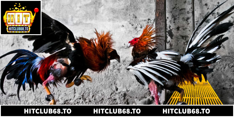 Người chơi cần nắm vững luật lệ đá gà cơ bản