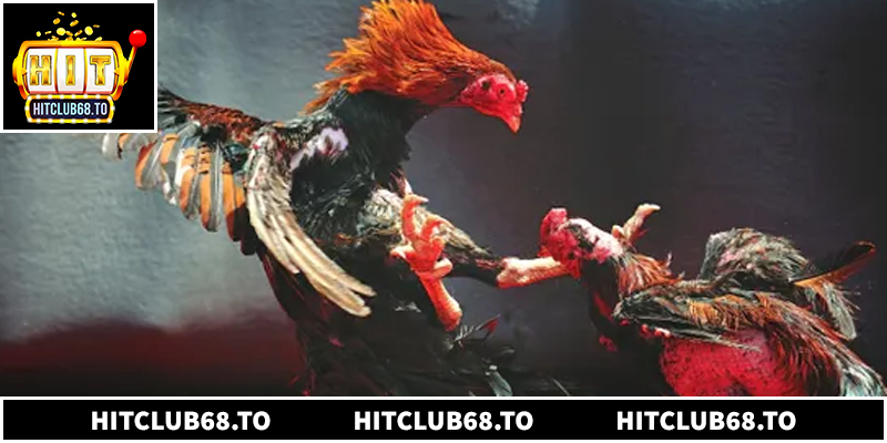 Quy trình tham gia tại Hitclub cực kỳ đơn giản